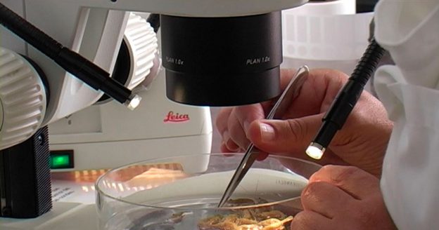 INL de Braga e UMinho voltam a integrar Noite Europeia dos Investigadores dedicada à Ciência para o Clima