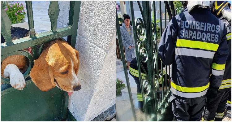 Sapadores’ de Braga resgatam cadela presa em grade de portão