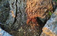 Engenheiro denuncia corte de sobreiros em Braga