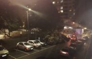 Mau tempo. Árvore cai em Braga e atinge sete automóveis