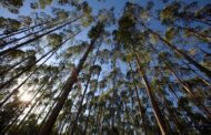 PAN questiona Câmara de Braga sobre cadastro florestal