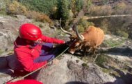 Vaca presa em rochas resgatada pelos bombeiros em Arcos de Valdevez