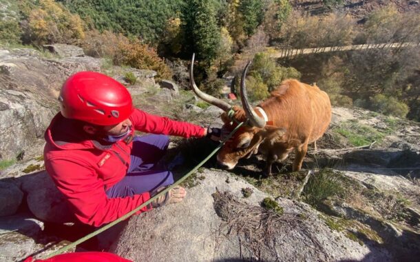 Vaca presa em rochas resgatada pelos bombeiros em Arcos de Valdevez
