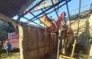 Bombeiros resgatam de telhado vaca grávida com 700kg em Barcelos