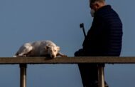 PAN Braga defende cheque-veterinário para apoiar famílias carenciadas
