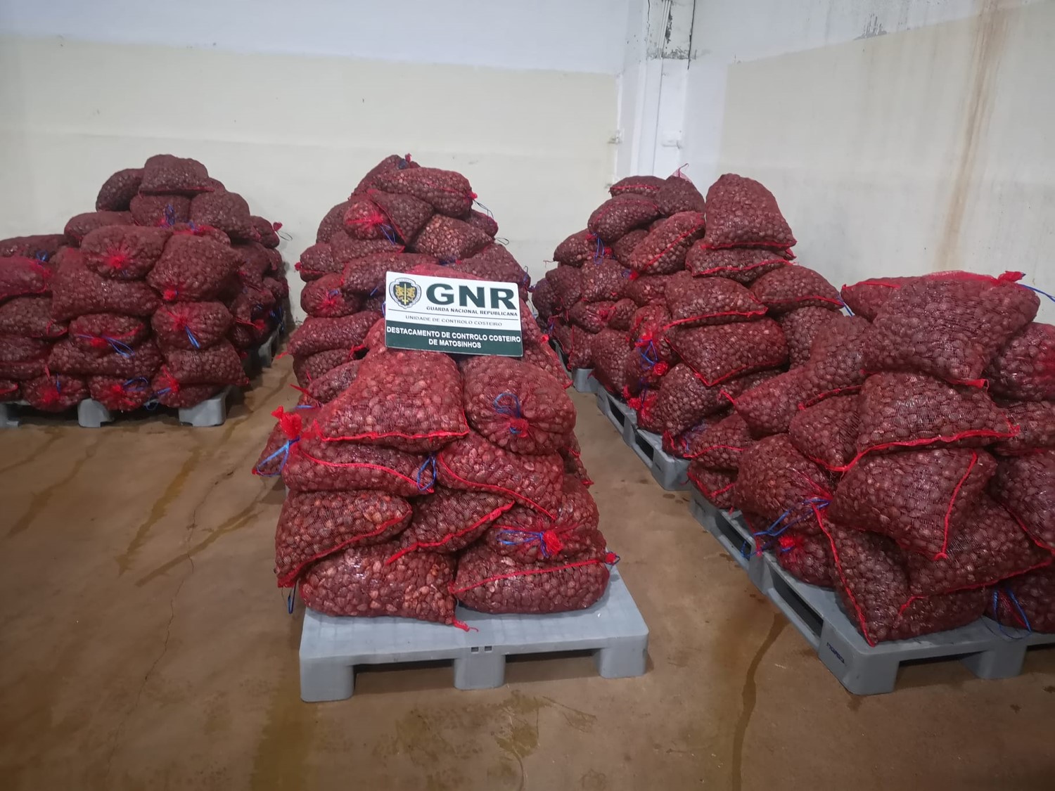 GNR apreende quase cinco toneladas de ameijoa em Barcelos