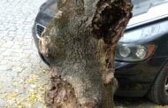 SOS Terras do Cávado quer levantamento urgente de estado de árvores junto à Câmara de Braga