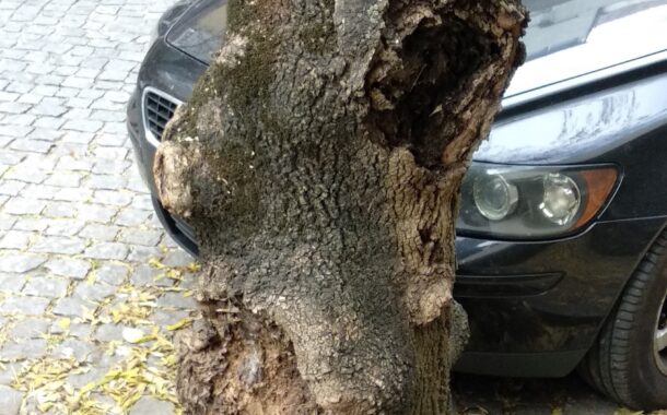SOS Terras do Cávado quer levantamento urgente de estado de árvores junto à Câmara de Braga