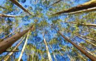 Ambientalistas repudiam aumento da área para plantação de eucalipto na envolvente do Peneda Gerês