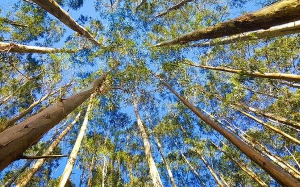 Ambientalistas repudiam aumento da área para plantação de eucalipto na envolvente do Peneda Gerês