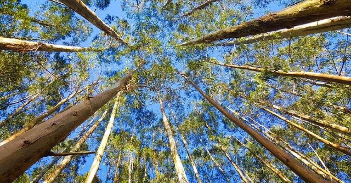 Ambientalistas repudiam aumento da área para plantação de eucalipto na envolvente do Peneda Gerês