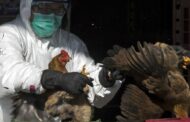 ALERTA! Descoberto novo foco de gripe das aves em Portugal