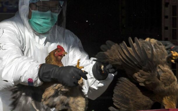 ALERTA! Descoberto novo foco de gripe das aves em Portugal