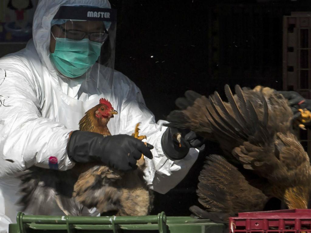 ALERTA! Descoberto novo foco de gripe das aves em Portugal