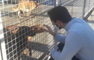 LEGISLATIVAS. PAN defende em Vila Verde mais apoios para associações de defesa de animais
