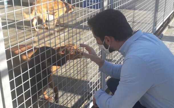 LEGISLATIVAS. PAN defende em Vila Verde mais apoios para associações de defesa de animais