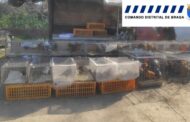 Várias aves protegidas apreendidas na feira semanal de Famalicão