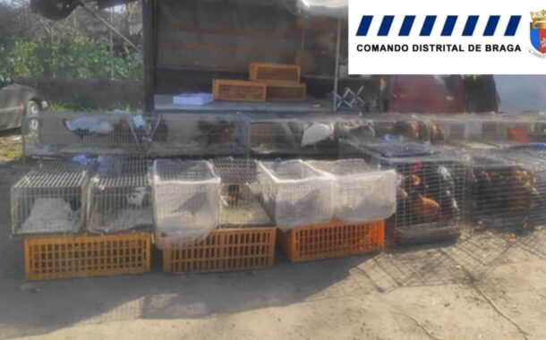 Várias aves protegidas apreendidas na feira semanal de Famalicão
