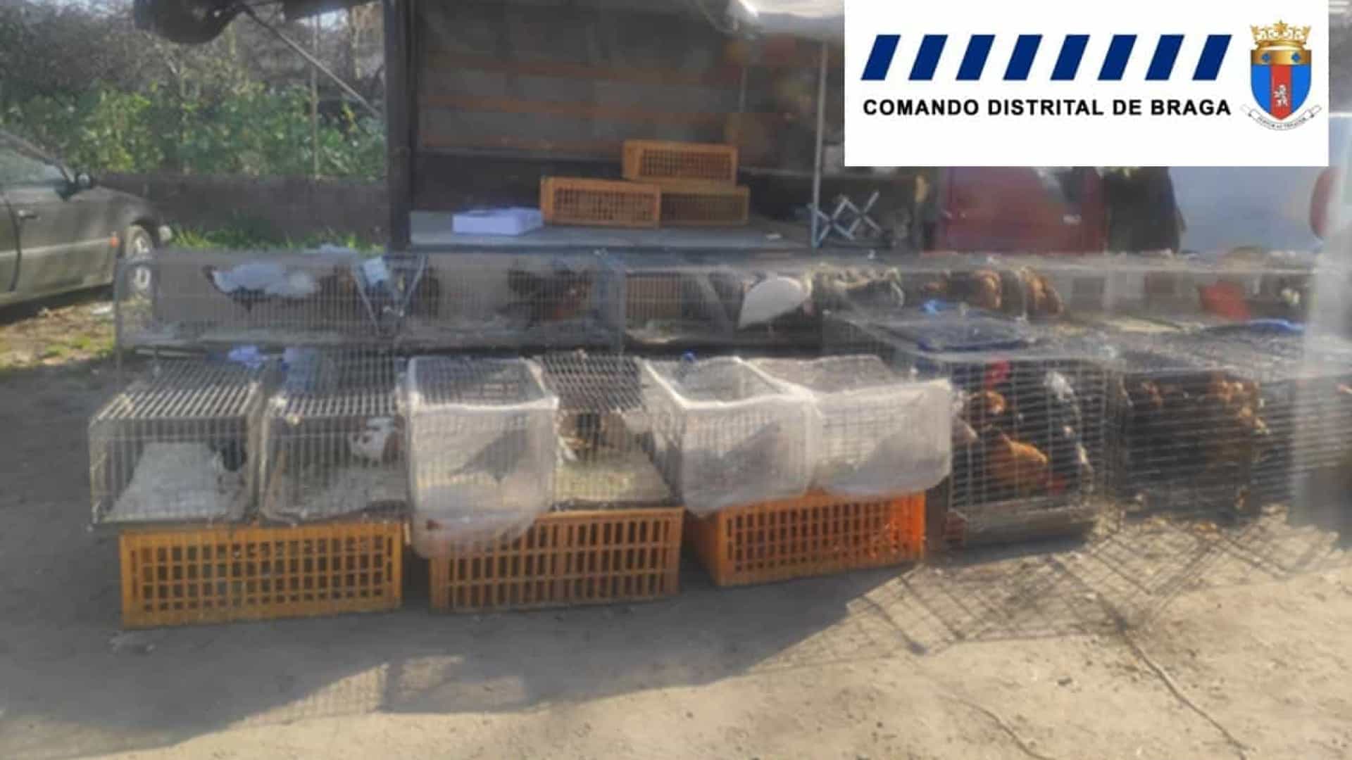 Várias aves protegidas apreendidas na feira semanal de Famalicão