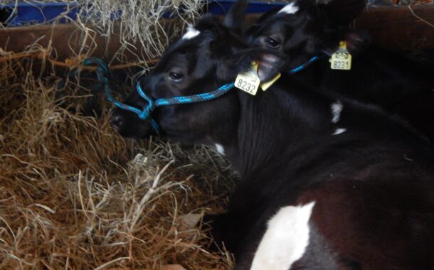 PAN Braga questiona Câmara sobre fiscalização do bem-estar animal na AGRO