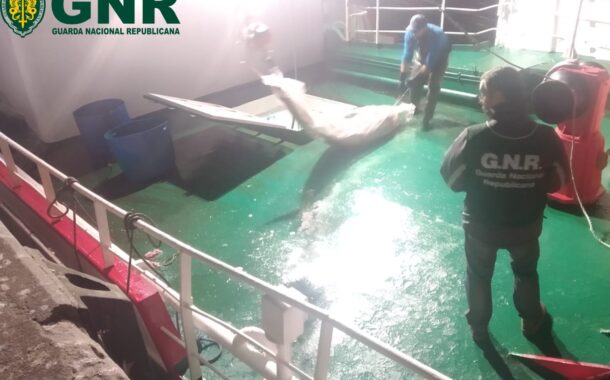 GNR apreende 25 toneladas de espadarte em Viana do Castelo