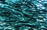 Rio Minho recebeu 700 mil salmões em 22 anos