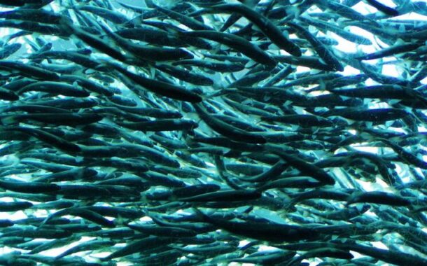 Rio Minho recebeu 700 mil salmões em 22 anos