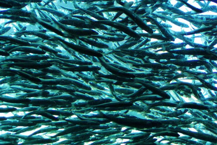 Rio Minho recebeu 700 mil salmões em 22 anos