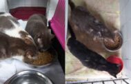 PSP resgata 18 gatos que viviam num apartamento em “condições desastrosas”