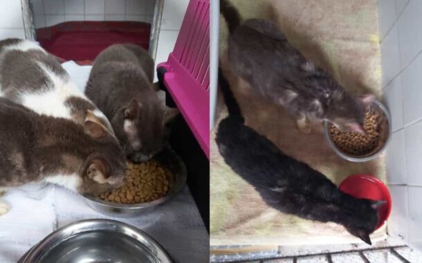 PSP resgata 18 gatos que viviam num apartamento em “condições desastrosas”