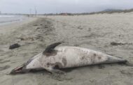 Mais um golfinho morto em Viana do Castelo