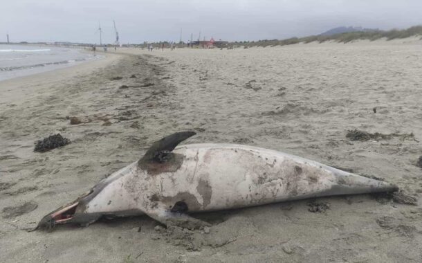 Mais um golfinho morto em Viana do Castelo