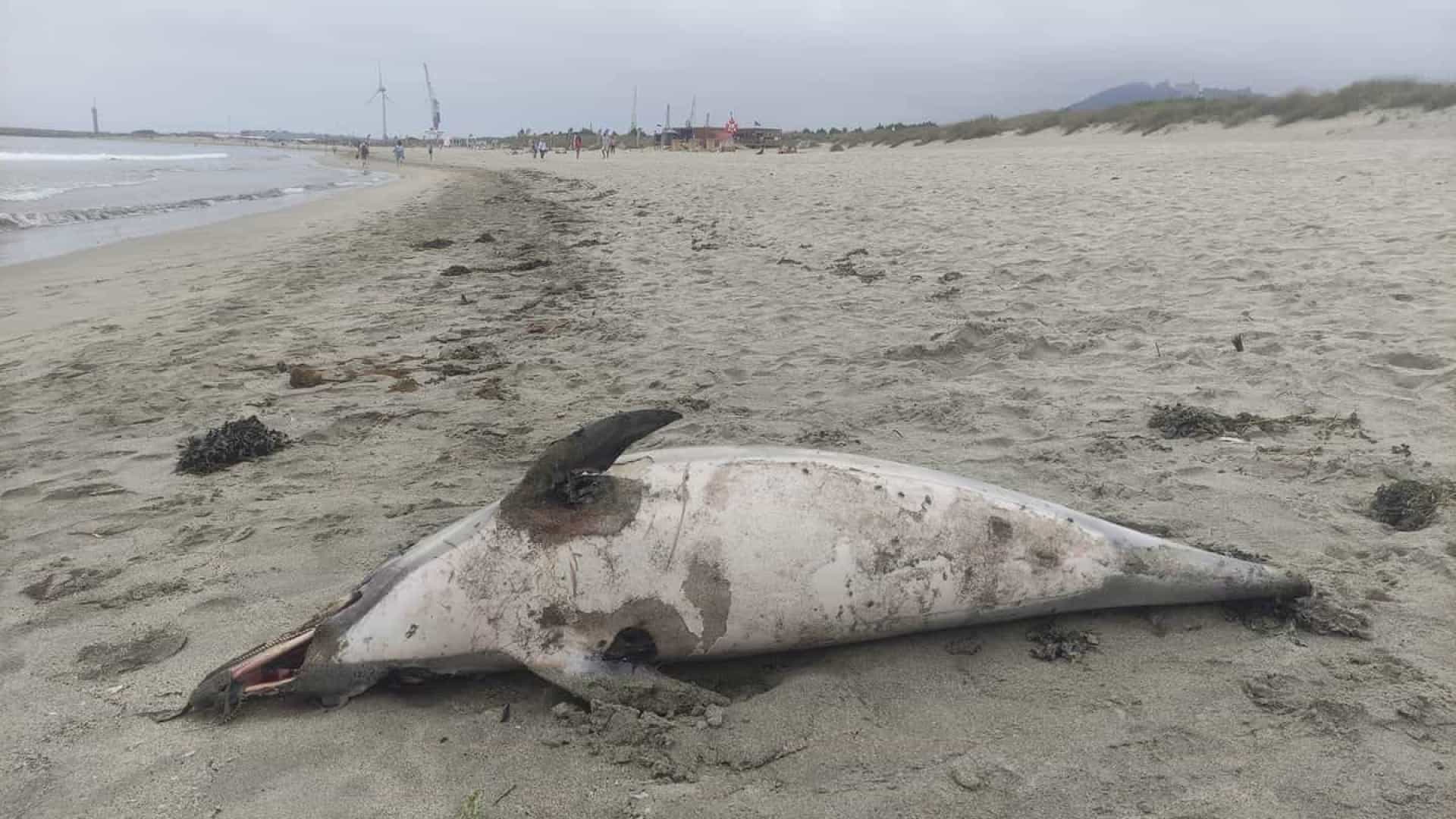 Mais um golfinho morto em Viana do Castelo