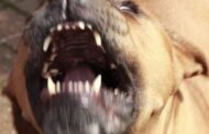 Cão que atacou donos em Famalicão levado para o canil para avaliação
