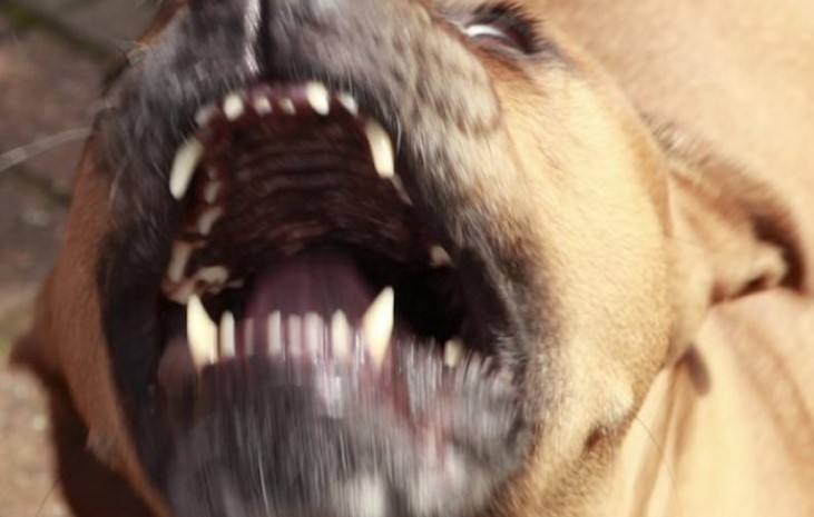 Cão que atacou donos em Famalicão levado para o canil para avaliação