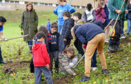 Mais de mil alunos ajudam a criar microflorestas em Braga