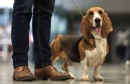 Braga aprova Regulamento de Bem-Estar Animal