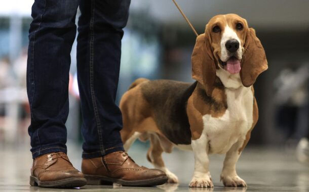 Braga aprova Regulamento de Bem-Estar Animal