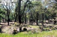 Baldio em Viana do Castelo investe mais de 255 mil euros na prevenção de incêndios
