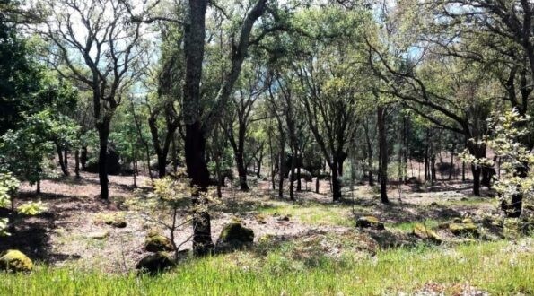 Baldio em Viana do Castelo investe mais de 255 mil euros na prevenção de incêndios