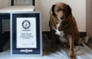 Bobi tem 30 anos, é português e é o cão mais velho do mundo