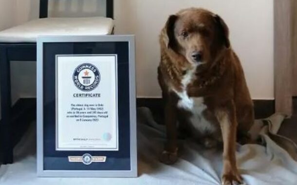 Bobi tem 30 anos, é português e é o cão mais velho do mundo