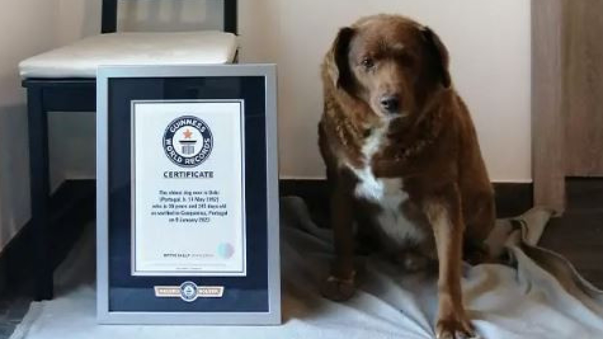 Bobi tem 30 anos, é português e é o cão mais velho do mundo