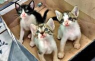 Jovem constituído arguido após abandonar três gatos na rua em Braga