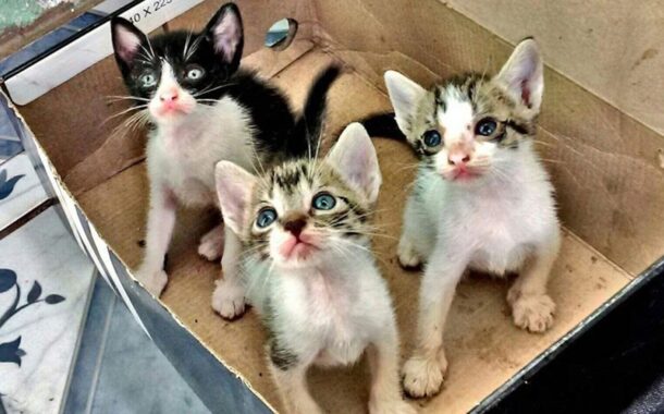 Jovem constituído arguido após abandonar três gatos na rua em Braga