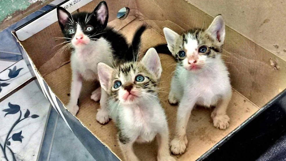 Jovem constituído arguido após abandonar três gatos na rua em Braga