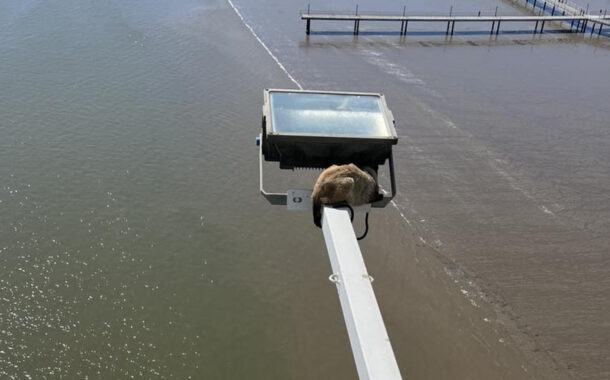 Gato ferido resgatado de haste de iluminação da Ponte Vasco da Gama