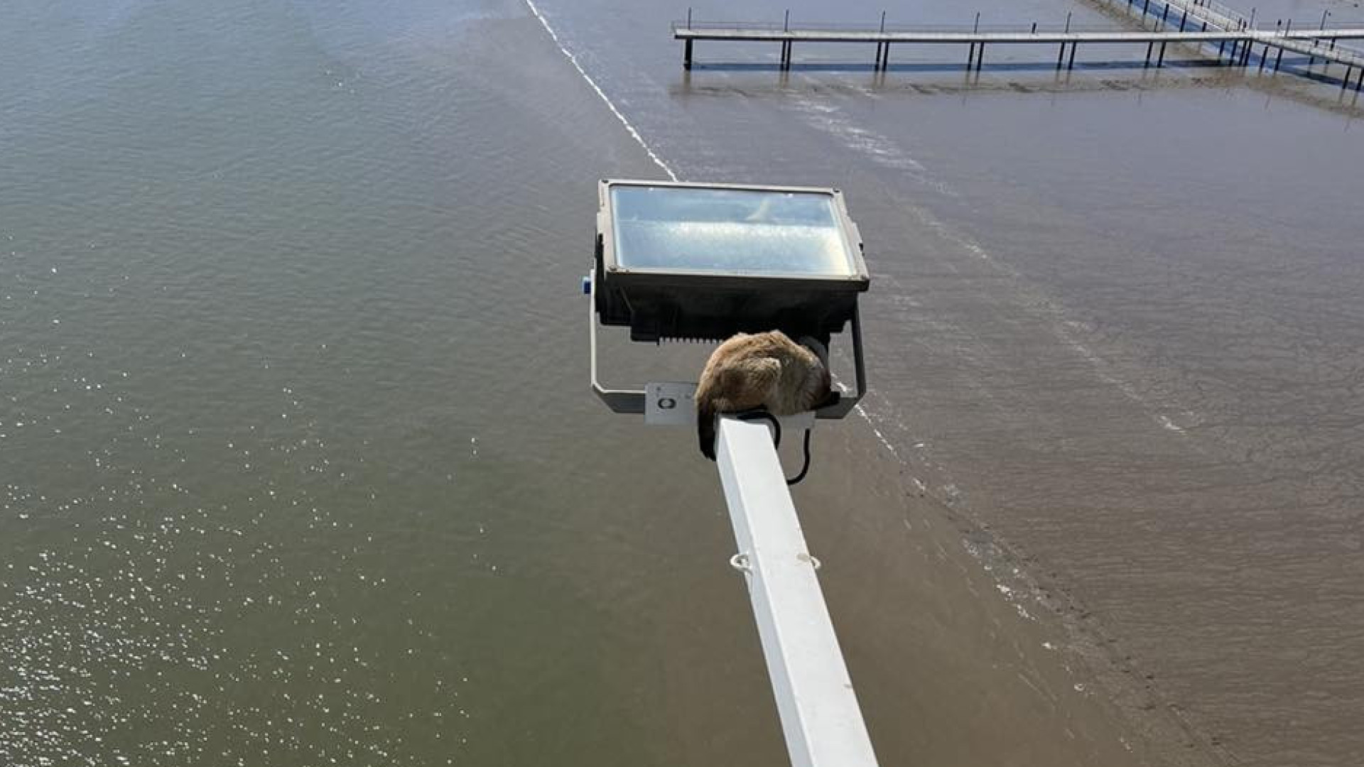 Gato ferido resgatado de haste de iluminação da Ponte Vasco da Gama
