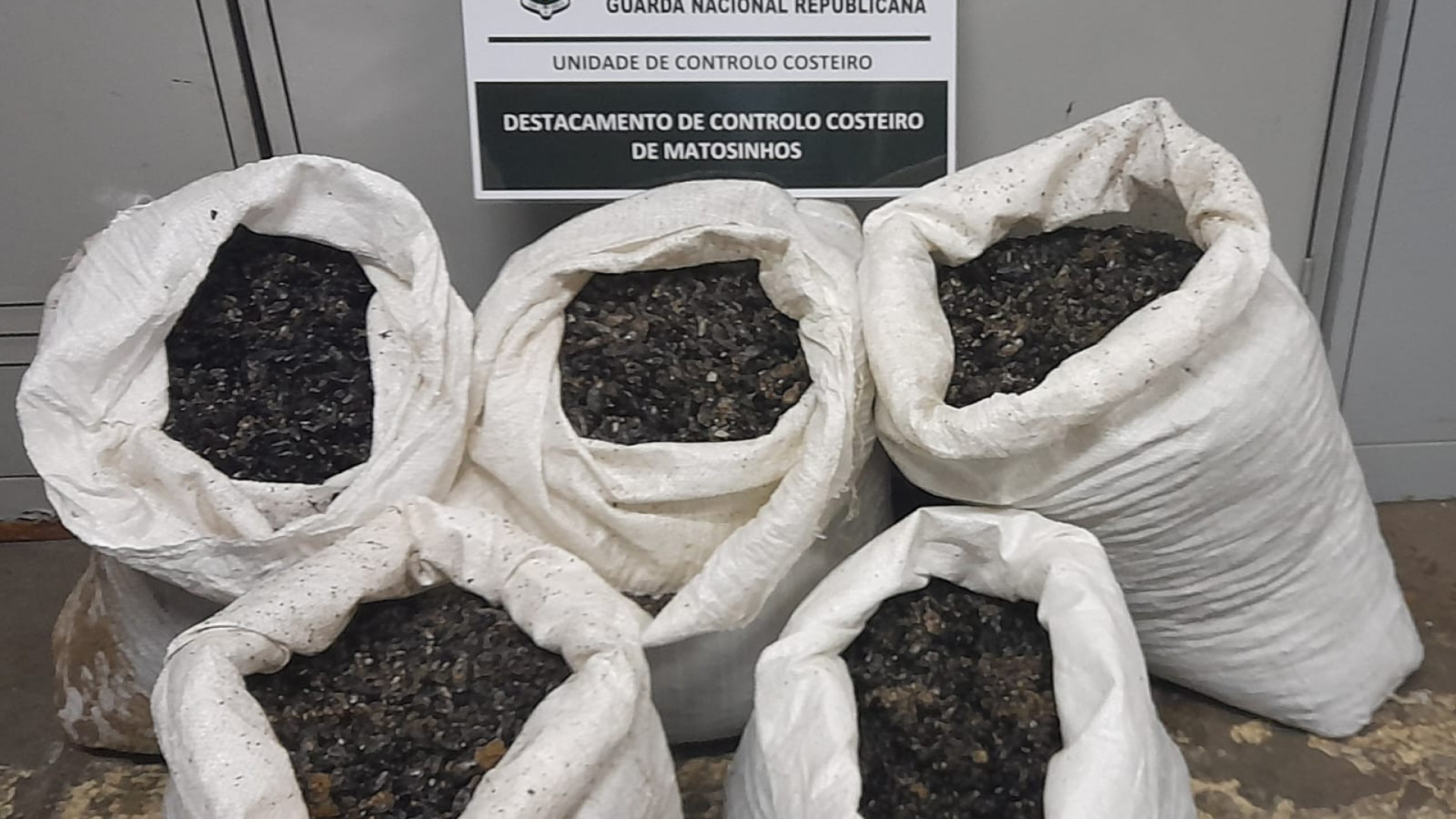 Apreendidos 155 kg de mexilhão pequeno capturado ilegalmente em Caminha