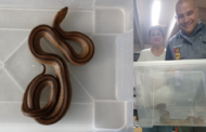 Cobra com 1.30m encontrada no interior de casa em Famalicão